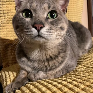 とても大らかな　ももたろう君