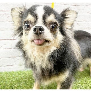 引退ママの里親様募集