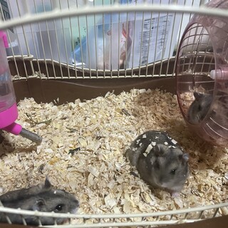 ジャンガリアンハムスターノーマル雌