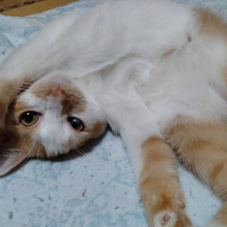 ゴロゴロの甘えん坊さんシヴァちゃん