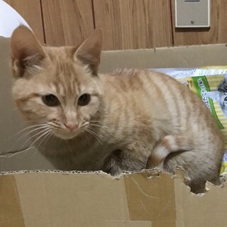 茶トラ　男の子