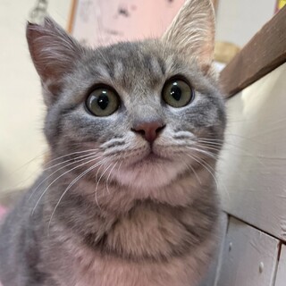 里親決定。ヤゲン君5ヶ月去勢済