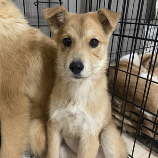 みかんの家族を探してます。