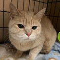 里親決定。すなずり君去勢済み