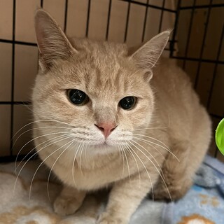 里親決定。すなずり君去勢済み