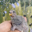 コザクラインコ　