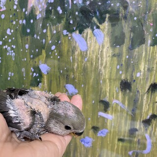 コザクラインコ　たぶんモーブグリーン色　3週間　雛