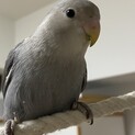 コザクラインコ　モーブ色　紫　3か月　性別不明　