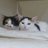 美しい三毛・みにーちゃん、留守番可・医療済 サムネイル7
