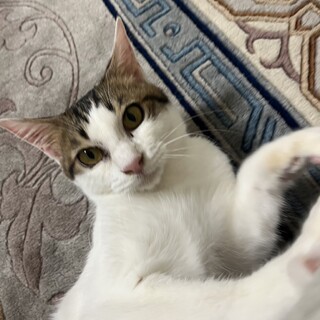 ありがとうございました★甘えん坊　ニコくん