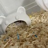 ジャンガリアンハムスター♀ サムネイル2