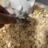 ジャンガリアンハムスター♀ サムネイル4