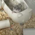 ジャンガリアンハムスター♀