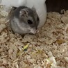 ジャンガリアンハムスター♀ サムネイル3