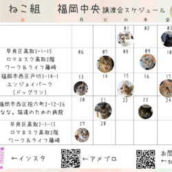 ねこ組福岡中央譲渡会atエンジョイパーク サムネイル3