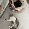 の写真