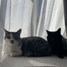 の写真