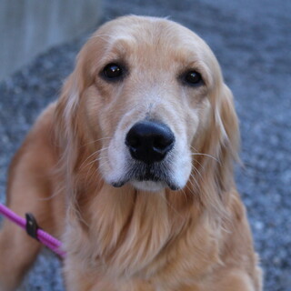 避妊済み４才１１か月女の子　～繁殖引退犬～