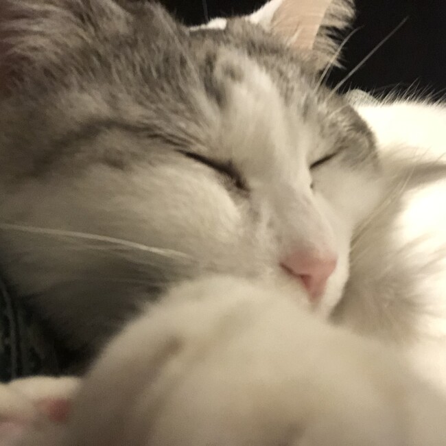 にぼしっこのカバー写真