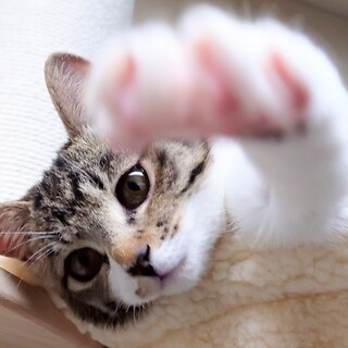 ひとりぼっちだったふうちゃん」福島県 - 猫の里親募集(446949) 1枚目