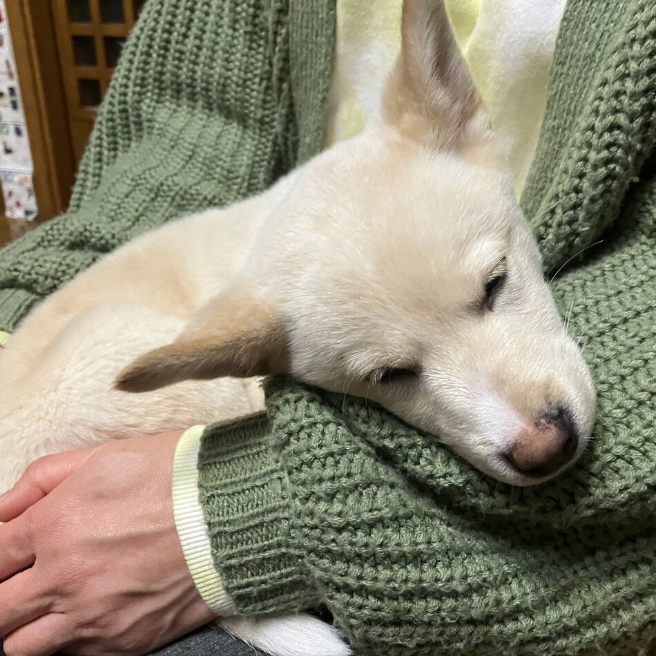 シロのカバー写真