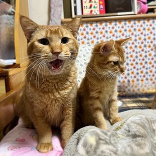 愛嬌たっぷり♪茶トラのチャーリー