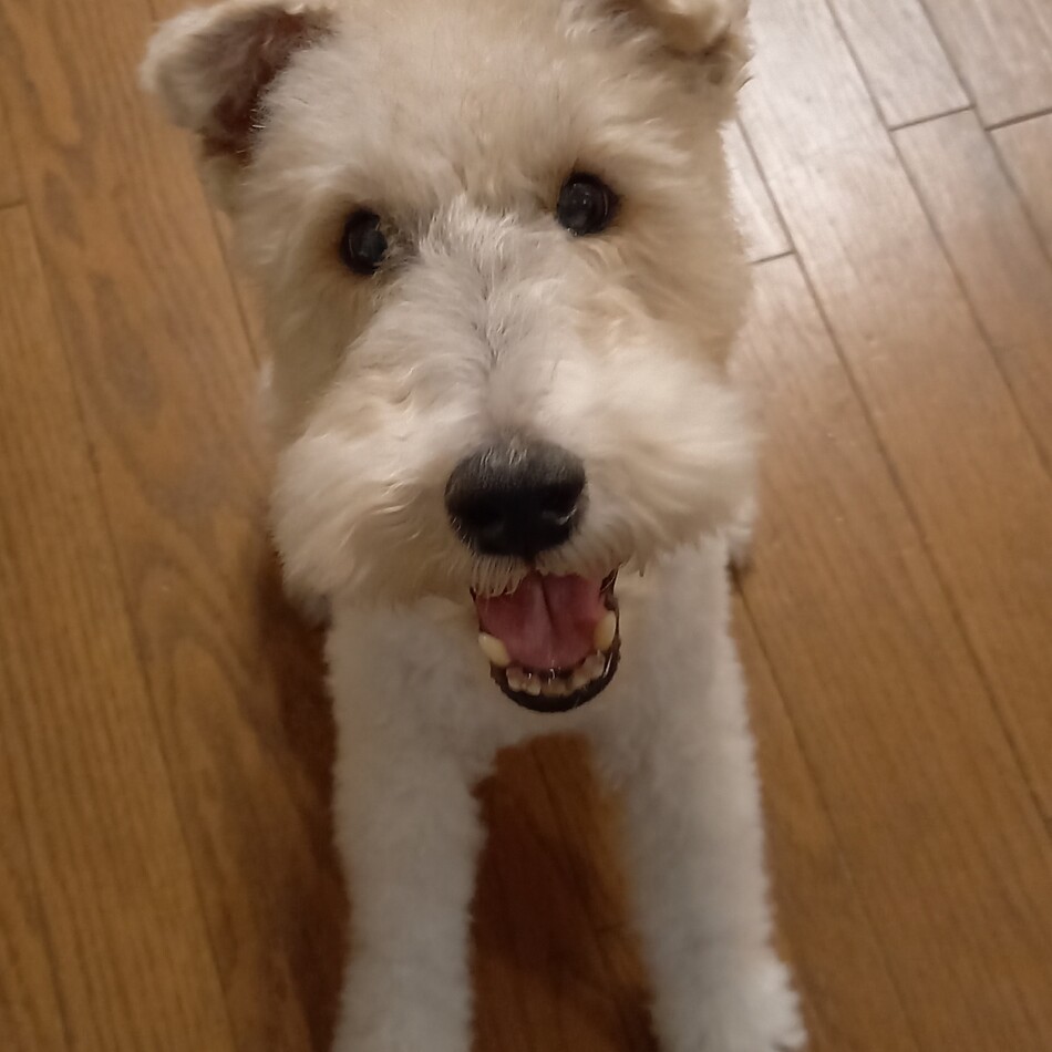 ティファのカバー写真