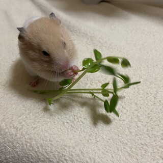 生後2ヶ月ハムスター里親募集！
