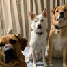 ドギーズ保護っ子達