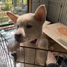 ゲージから出ようとするシロ