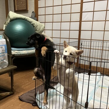 ゲージから出ようするクロ