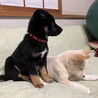 いつも2匹一緒