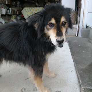 13歳メス　ワクチン等はしてます