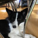 ５歳のボーダーコリーのキャロちゃん