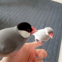 桜文鳥（1歳メス）シルバー文鳥（1歳メス）