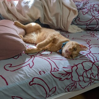 人気の茶トラの男の子です✨