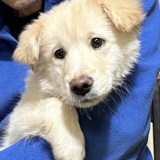 【里親様決定】モフちゃん♂の幸せが見つかりました♡