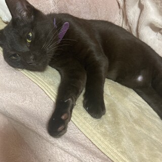 綺麗な焦げ茶色、癒し系男子です✨