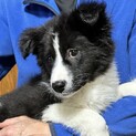 【募集】ヌクちゃん♂の幸せを探しています！