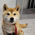 募集一時停止中★推定4〜5歳・小柄女子ちい