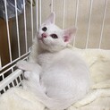 白猫とキジ白の兄弟です⭐︎