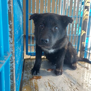 お見合いの為一旦ストップします