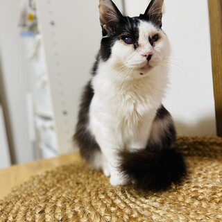 黒白の優しい長毛