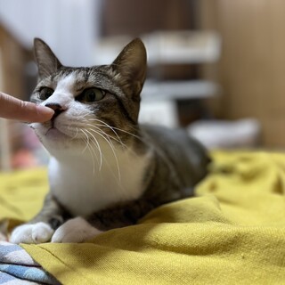 デレデレの男の子