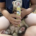 フェレット♂ １０か月