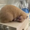 てく λ³₃³₃