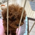 生後2ヶ月のトイプードルです