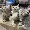 スコティッシュmix1.5ヶ月  サムネイル7
