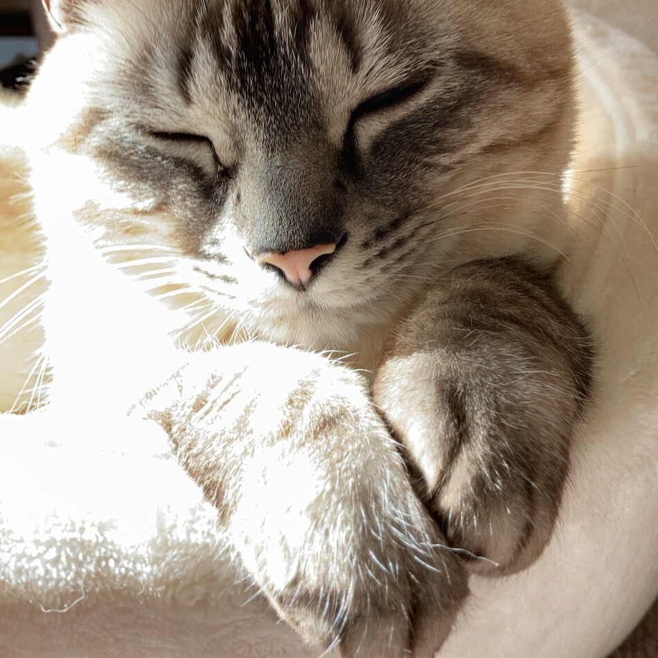 太郎のカバー写真