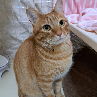 ゴロゴロ甘えん坊の茶トラくん